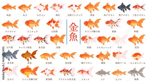 金色金魚|金魚の種類（品種）一覧を紹介します